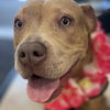 adoptable Dog in  named Kitty