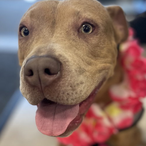 KITTY - Hound for adoption in Port St. Lucie