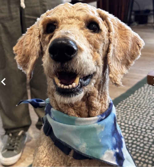 Pierre, an adoptable Poodle in Fort Pierce, FL