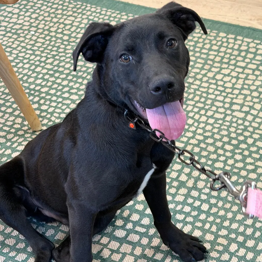 Asher - Labrador Retriever