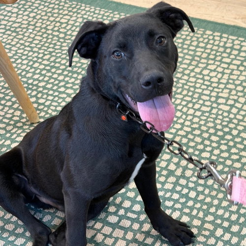 Asher, an adoptable Labrador Retriever in Fort Pierce, FL