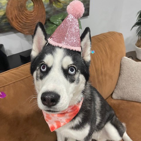Riley, an adoptable Husky in Fort Pierce, FL