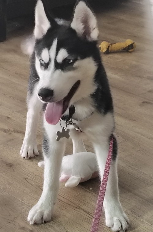 Athena, an adoptable Husky in Fort Pierce, FL