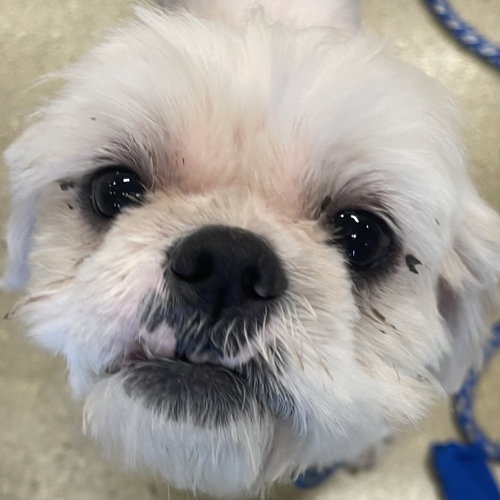 Lary, an adoptable Shih Tzu in Fort Pierce, FL