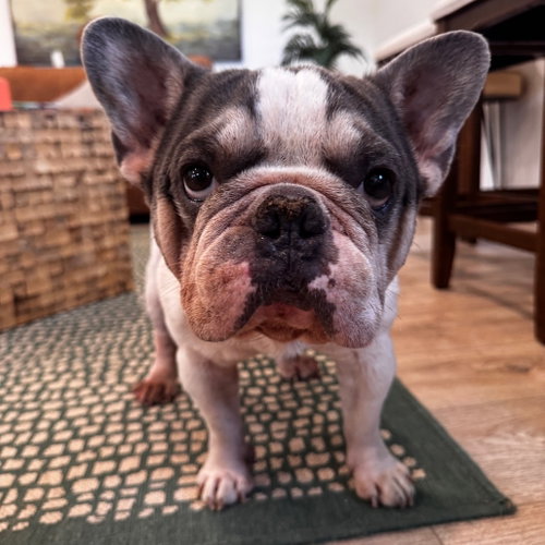Sage, an adoptable French Bulldog in Fort Pierce, FL