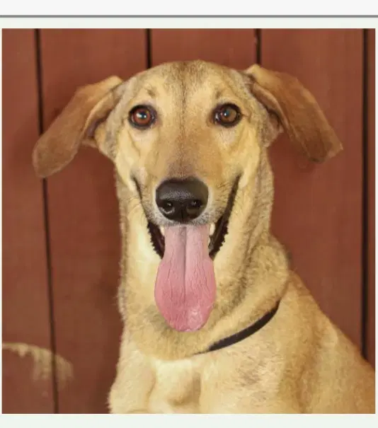Leo - Italian Greyhound