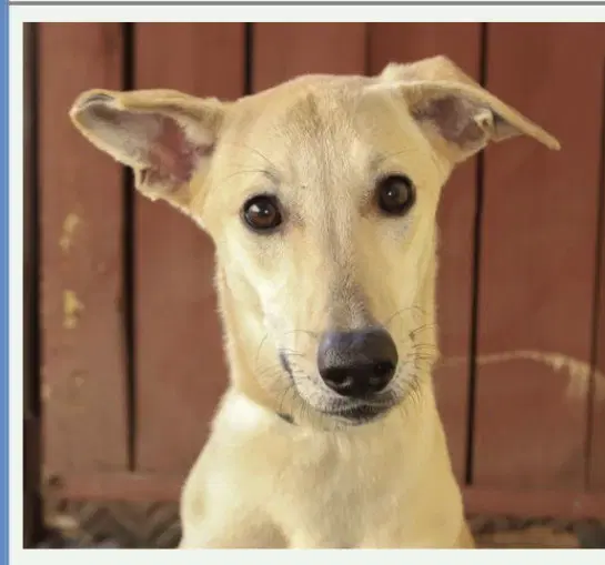 Daisy - Italian Greyhound