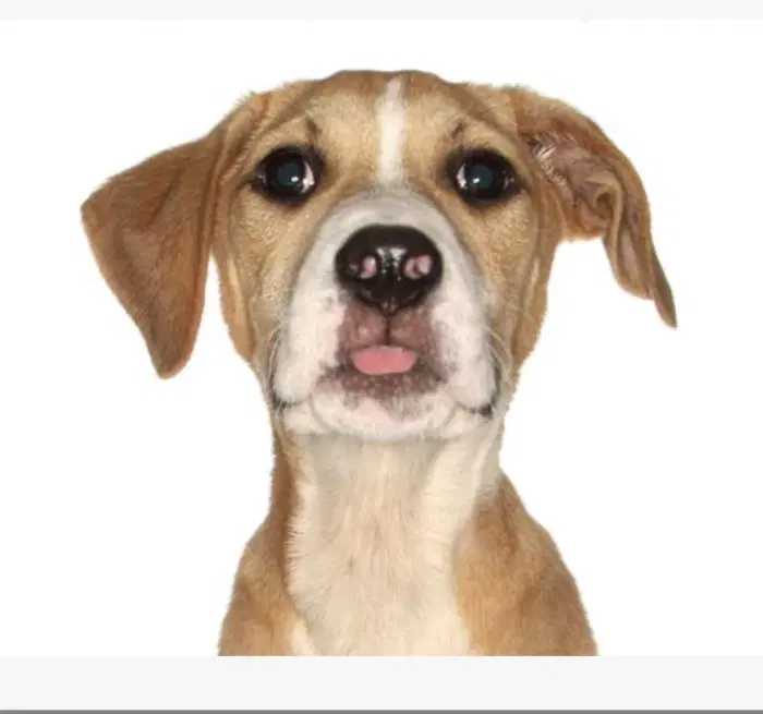 Louis - Labrador Retriever