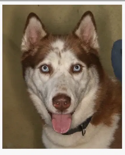 Harriet - Husky