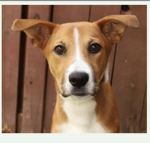 Laudie, an adoptable Labrador Retriever in Fort Pierce, FL