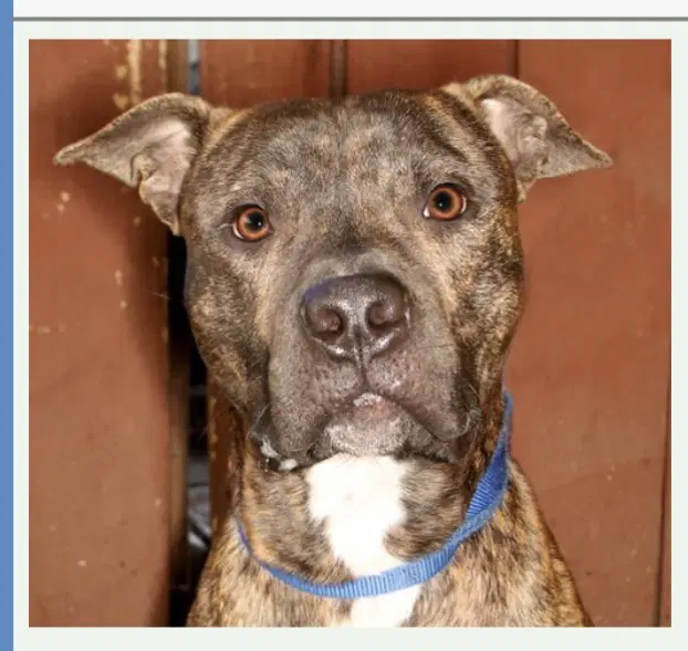 Jamison - Mastiff