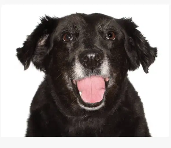 Katrina - Border Collie