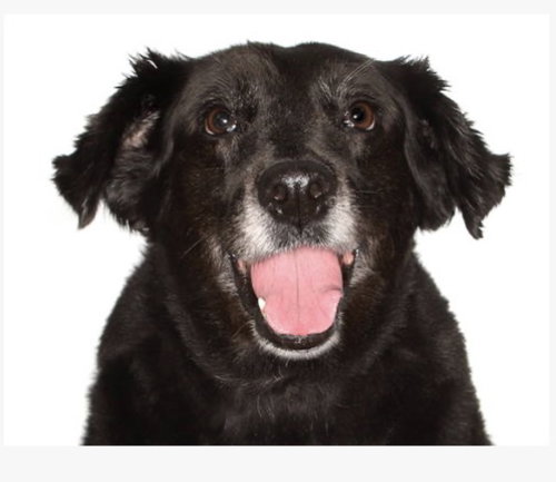 Katrina, an adoptable Border Collie in Fort Pierce, FL