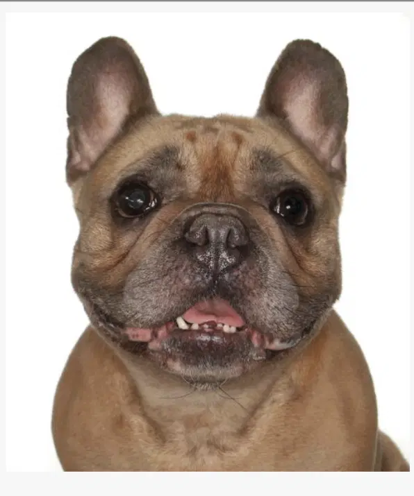 Fiona - French Bulldog