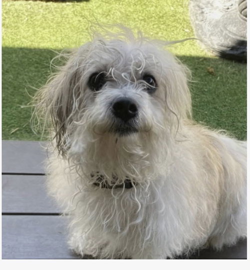 Layla, an adoptable Shih Tzu in Fort Pierce, FL