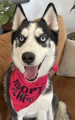 Riley - Husky