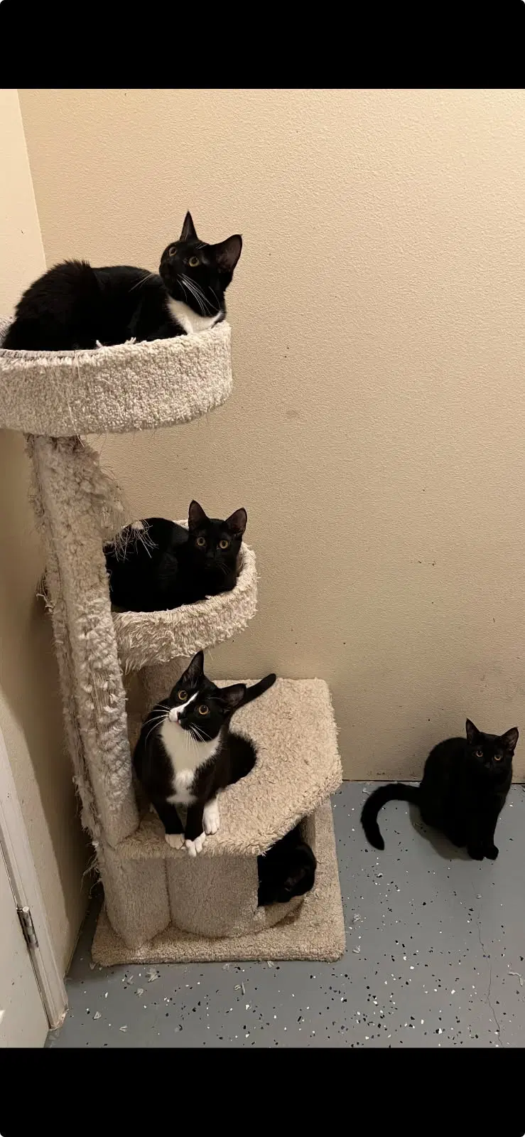 Mini Panthers - Domestic Short Hair
