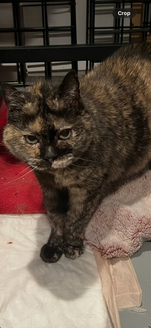 Lucy, Senior Domestic Short Hair (short coat), cat for adoption in Yuba City, California