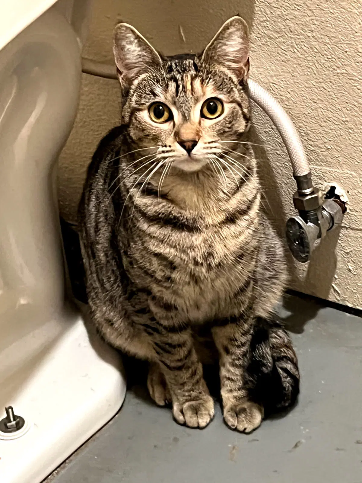 Rae - Domestic Short Hair