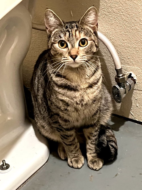 picture of the cat needing adoption