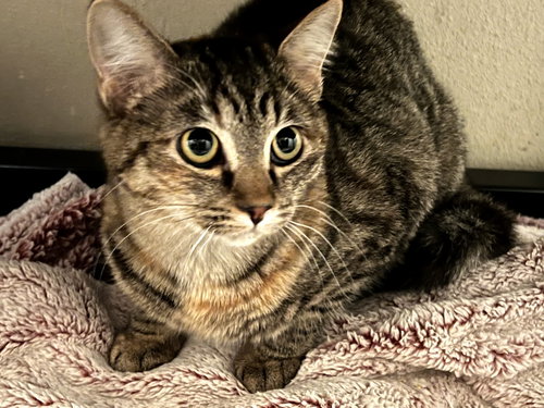 RAE - Domestic Short Hair available for adoption