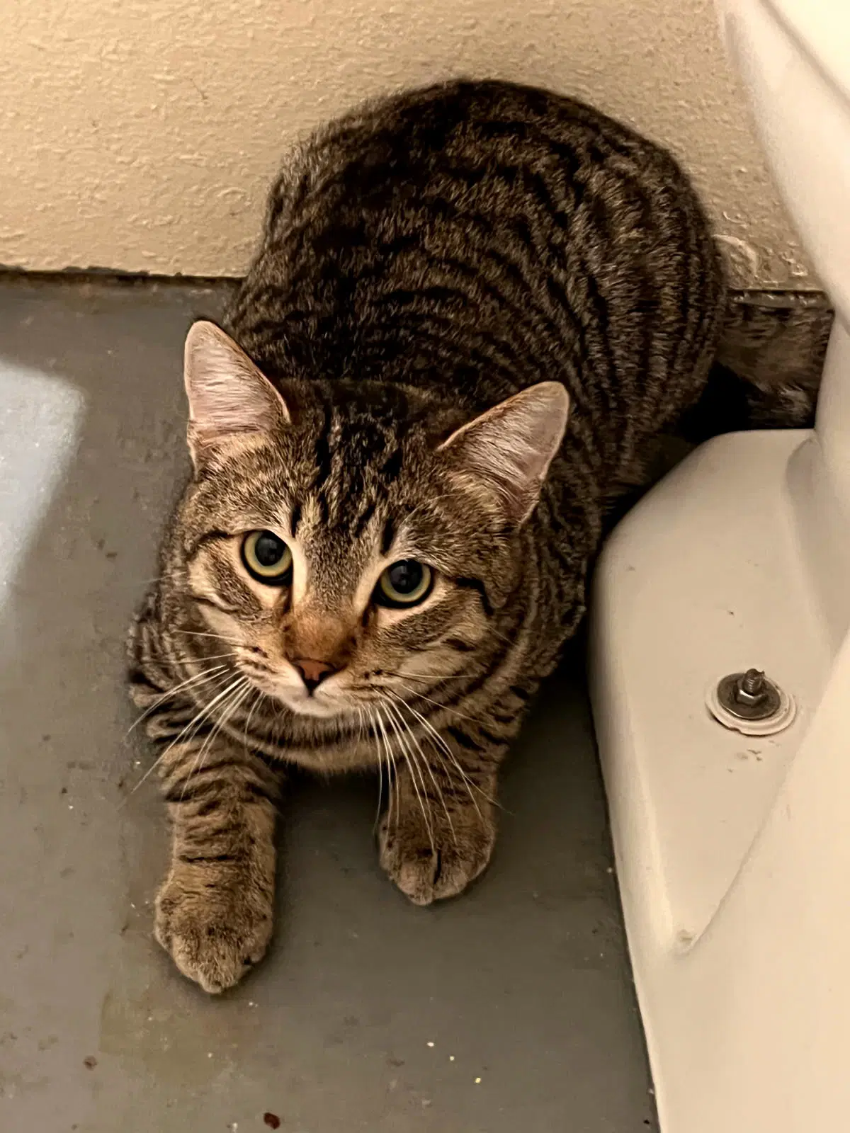 Ravioli - Domestic Short Hair