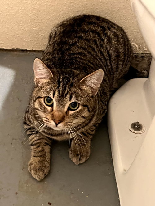 Ravioli, Young Domestic Short Hair / Mixed (short coat), cat for adoption in Yuba City, California