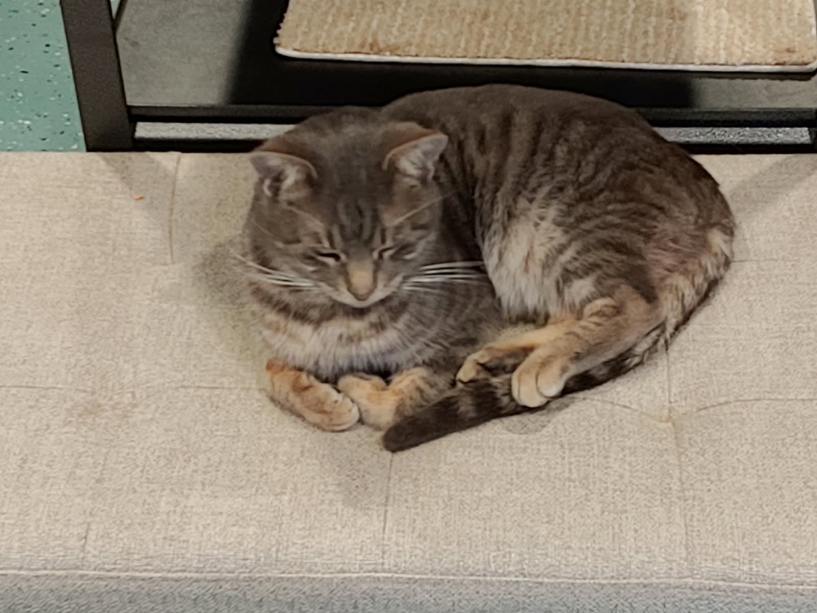 Leo