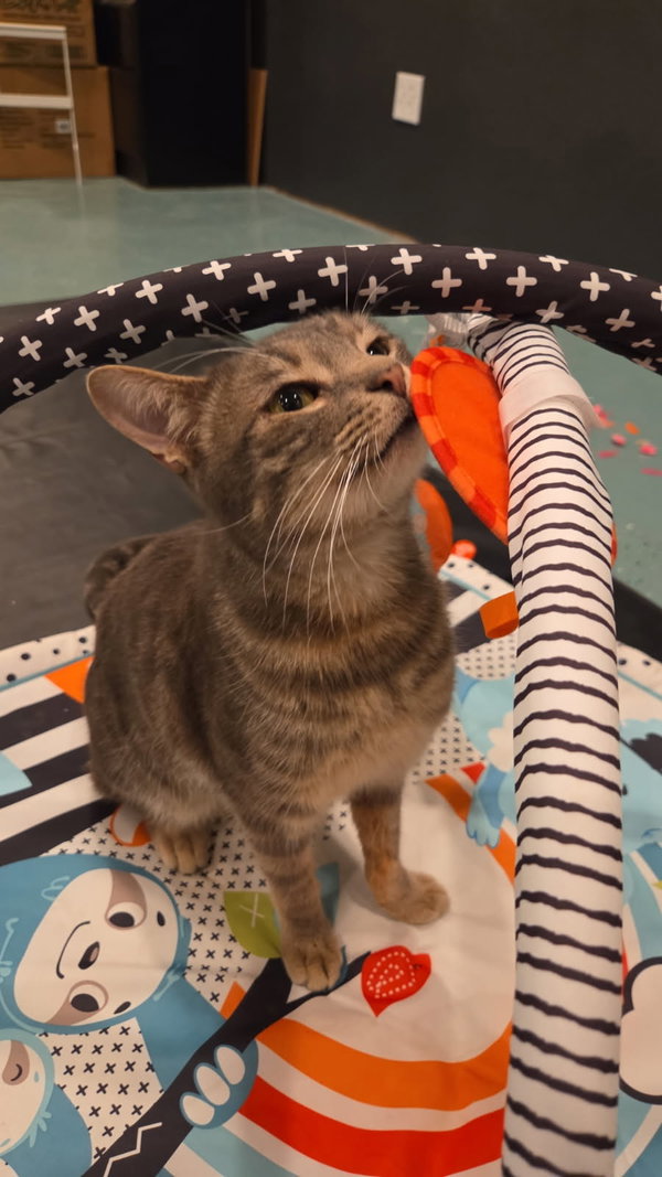 Leo