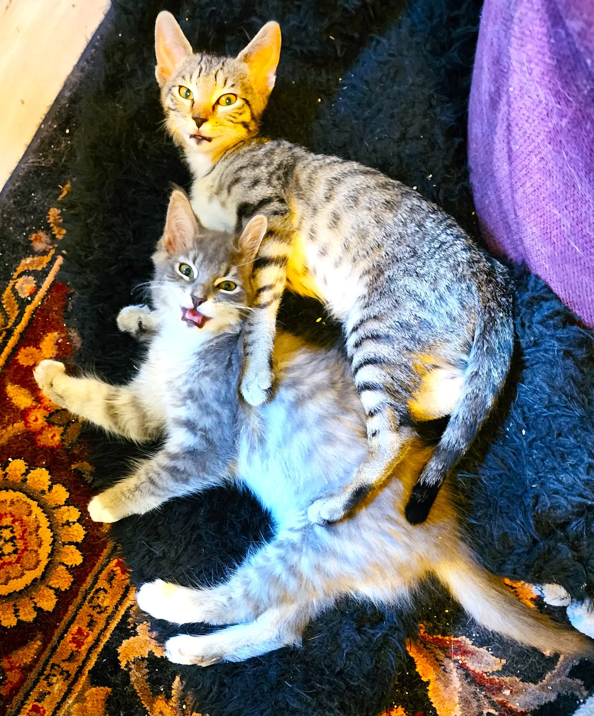 Cornelius And Bathsheba - Domestic Short Hair