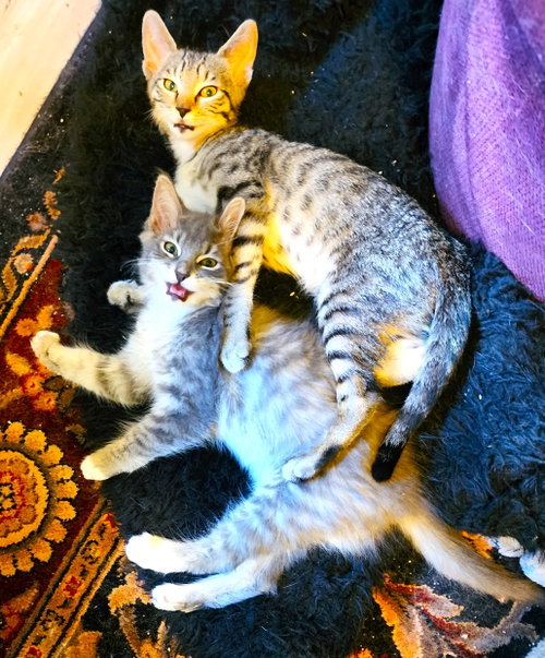 Photo 2 of Cornelius and Bathsheba