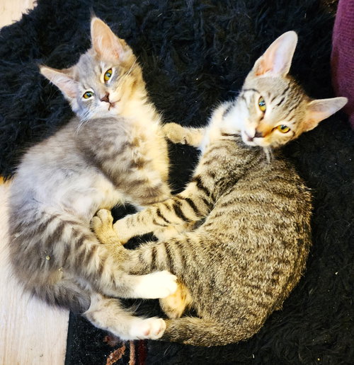 Photo 3 of Cornelius and Bathsheba