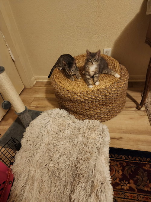 picture of the cat needing adoption