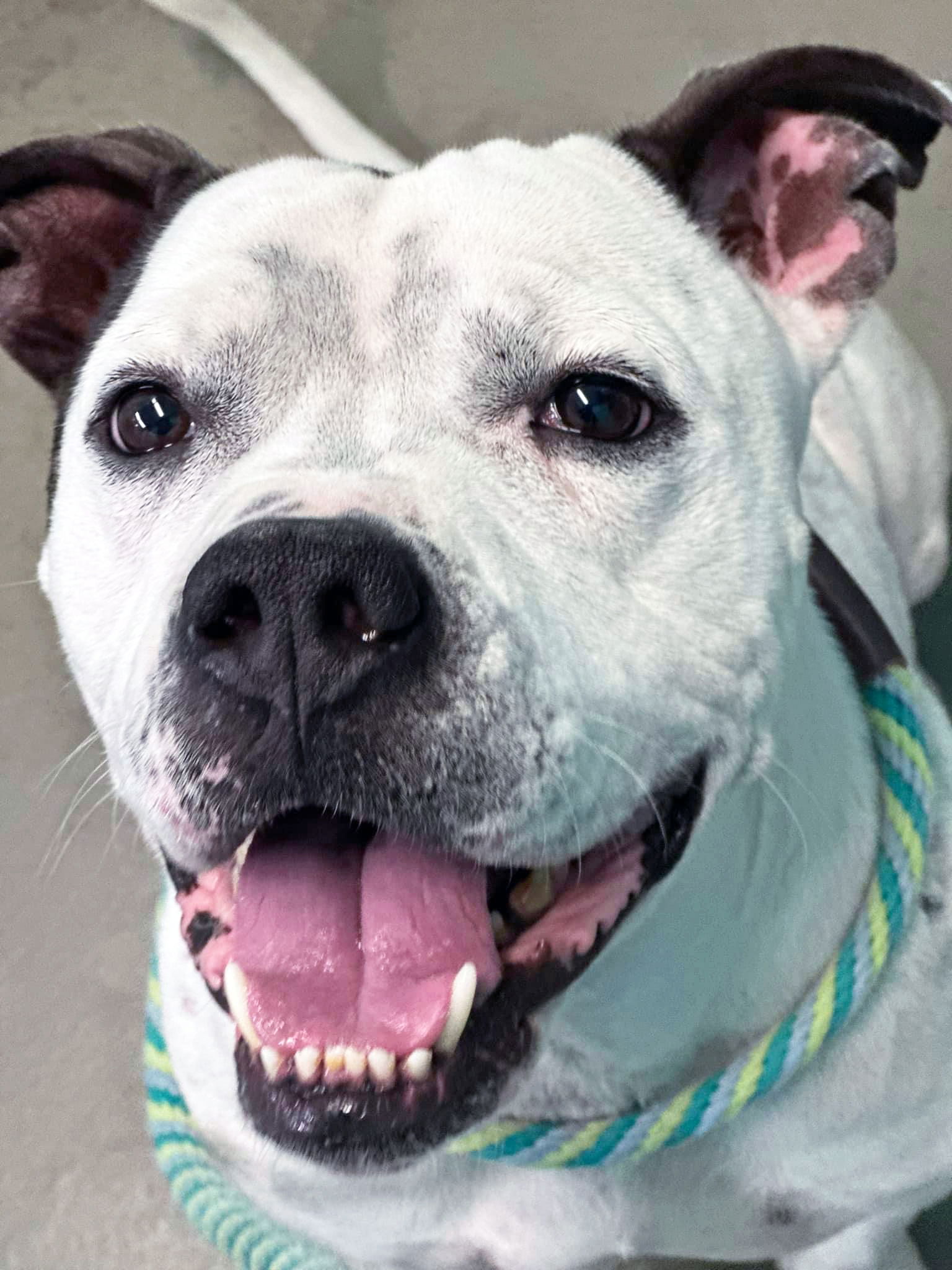 adoptable Dog in Rowlett, TX named Steelix