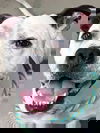adoptable Dog in Rowlett, TX named Steelix