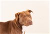 adoptable Dog in rowlett, TX named Macchiato