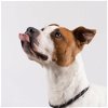 adoptable Dog in rowlett, TX named Satchmo