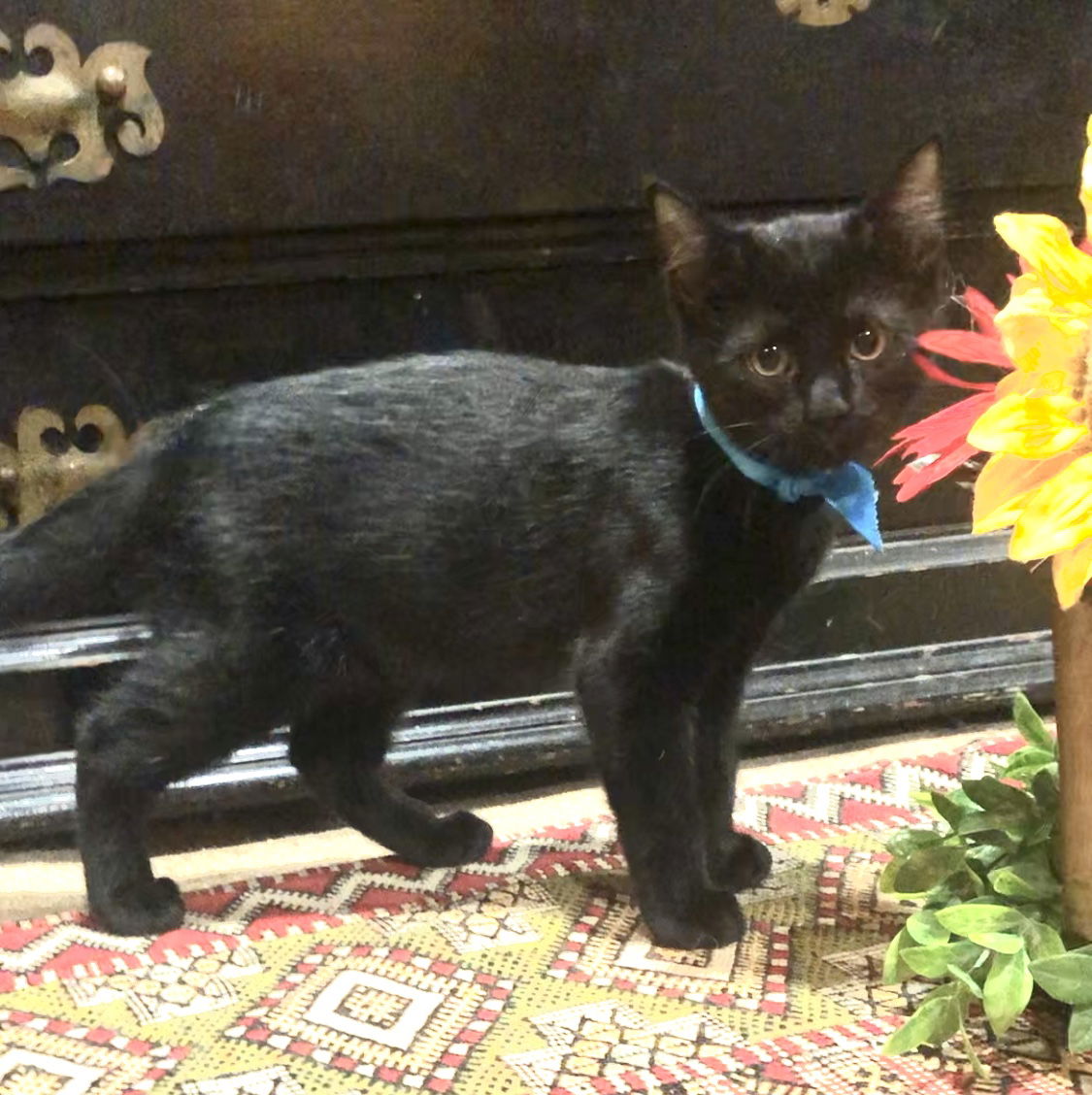 adoptable Cat in Rockwall, TX named Topsy