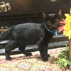 adoptable Cat in Rockwall, TX named Topsy