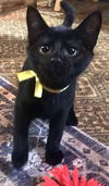 adoptable Cat in Rockwall, TX named Tipsy