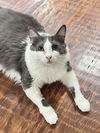 adoptable Cat in Rowlett, TX named Ruth