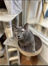 adoptable Cat in rowlett, TX named Arlin