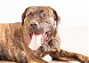 adoptable Dog in rowlett, TX named Beethoven