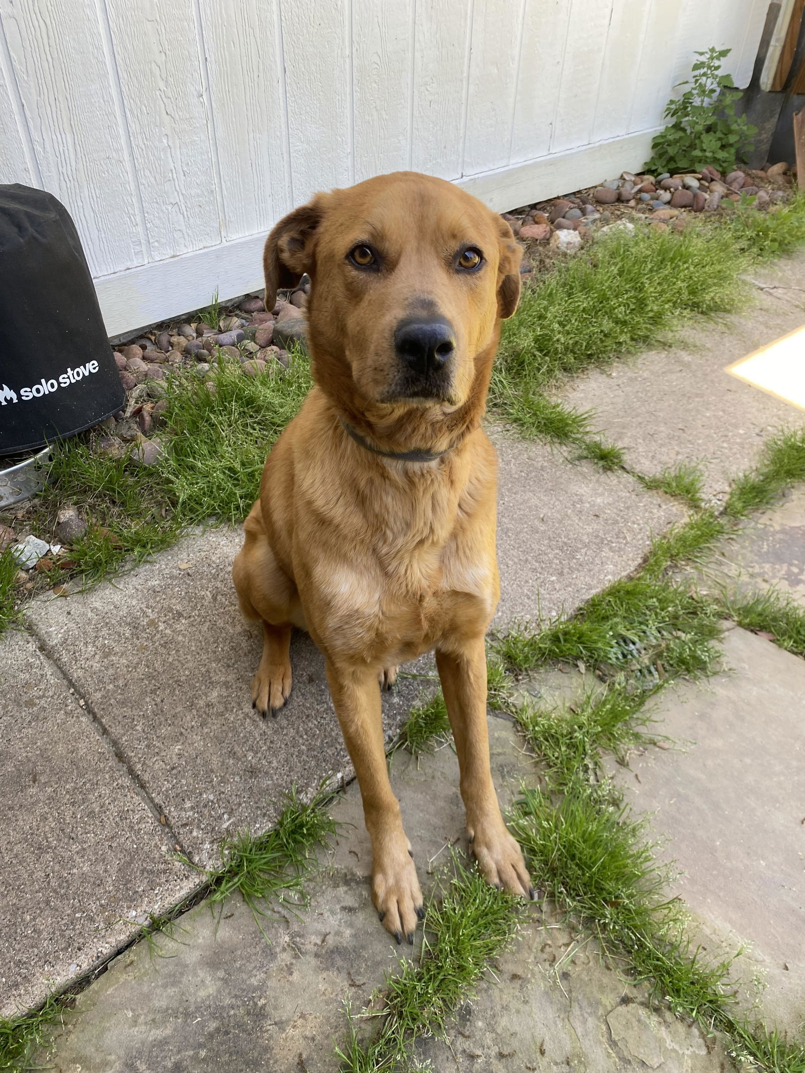 Catahoula leopard store dog retriever mix