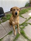 adoptable Dog in rowlett, TX named Max