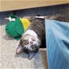 adoptable Cat in rowlett, TX named Benson