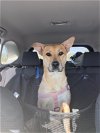 adoptable Dog in rowlett, TX named Luci