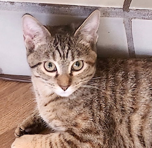 Cleo, Adult Domestic Short Hair, cat for adoption in Hurst, Texas