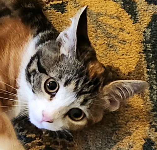 Allie, Adult Domestic Short Hair, cat for adoption in Hurst, Texas