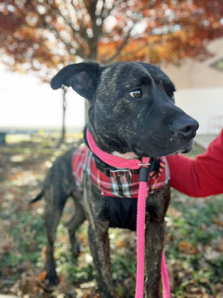 adoptable Dog in Rowlett, TX named Donald